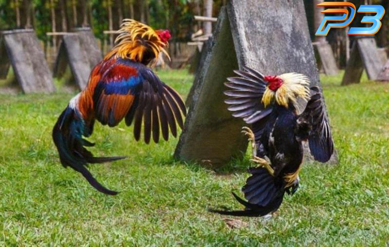 Hướng dẫn cách xem tướng gà chọi có đòn cáo đúng chuẩn 1 Gà chọi có đòn cáo là gì, đặc điểm ra sao?