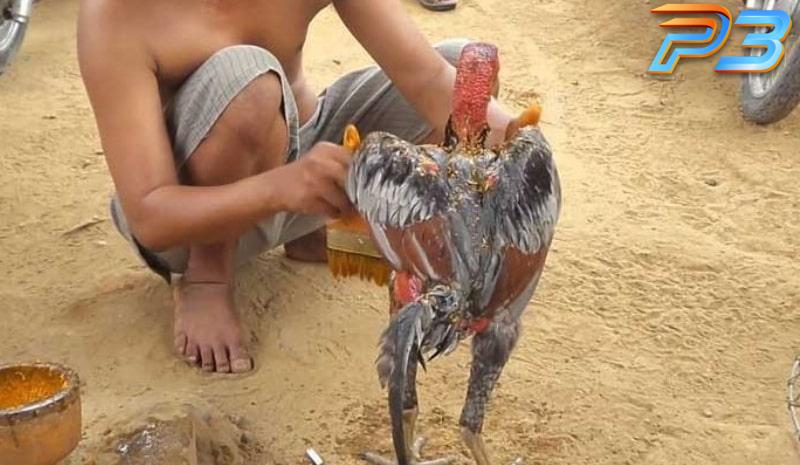 Cách vào nghệ cho gà chọi đúng kỹ thuật tăng độ chiến đấu 1 Cách làm nghệ vào cho gà chọi có công dụng dày da, tăng sức chiến đấu