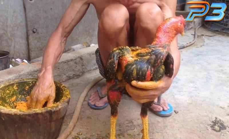 Cách vào nghệ cho gà chọi đúng kỹ thuật tăng độ chiến đấu 2 Cách vào nghệ cho gà chọi theo từng bước để phát huy tối đa công dụng